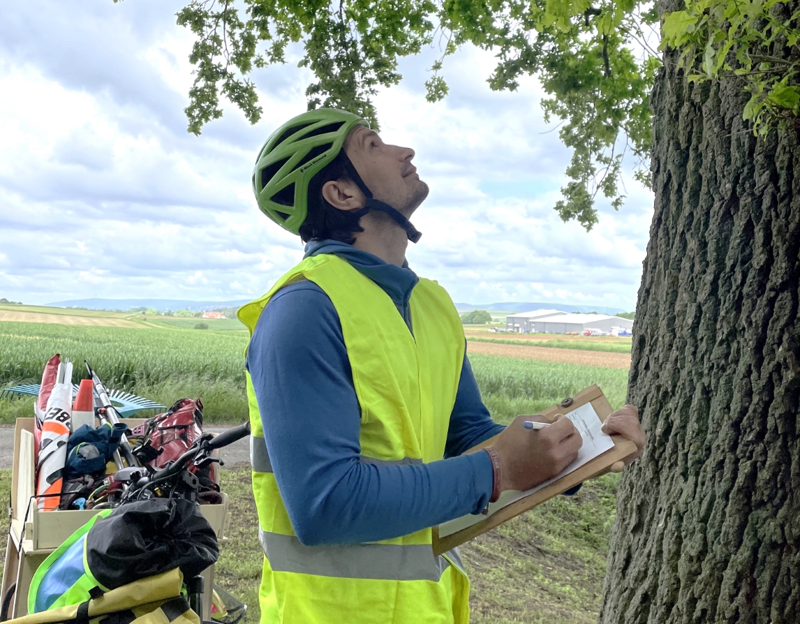 Mann analysiert Baum in Göttingen