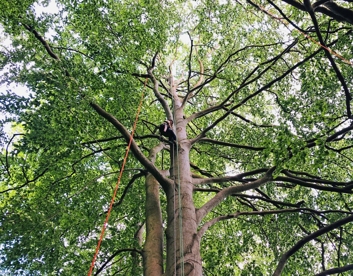 Baum mit Kletterer